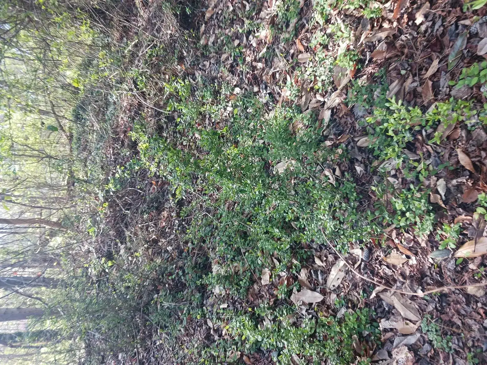 000 158 Lane, FL 32024 photo 3