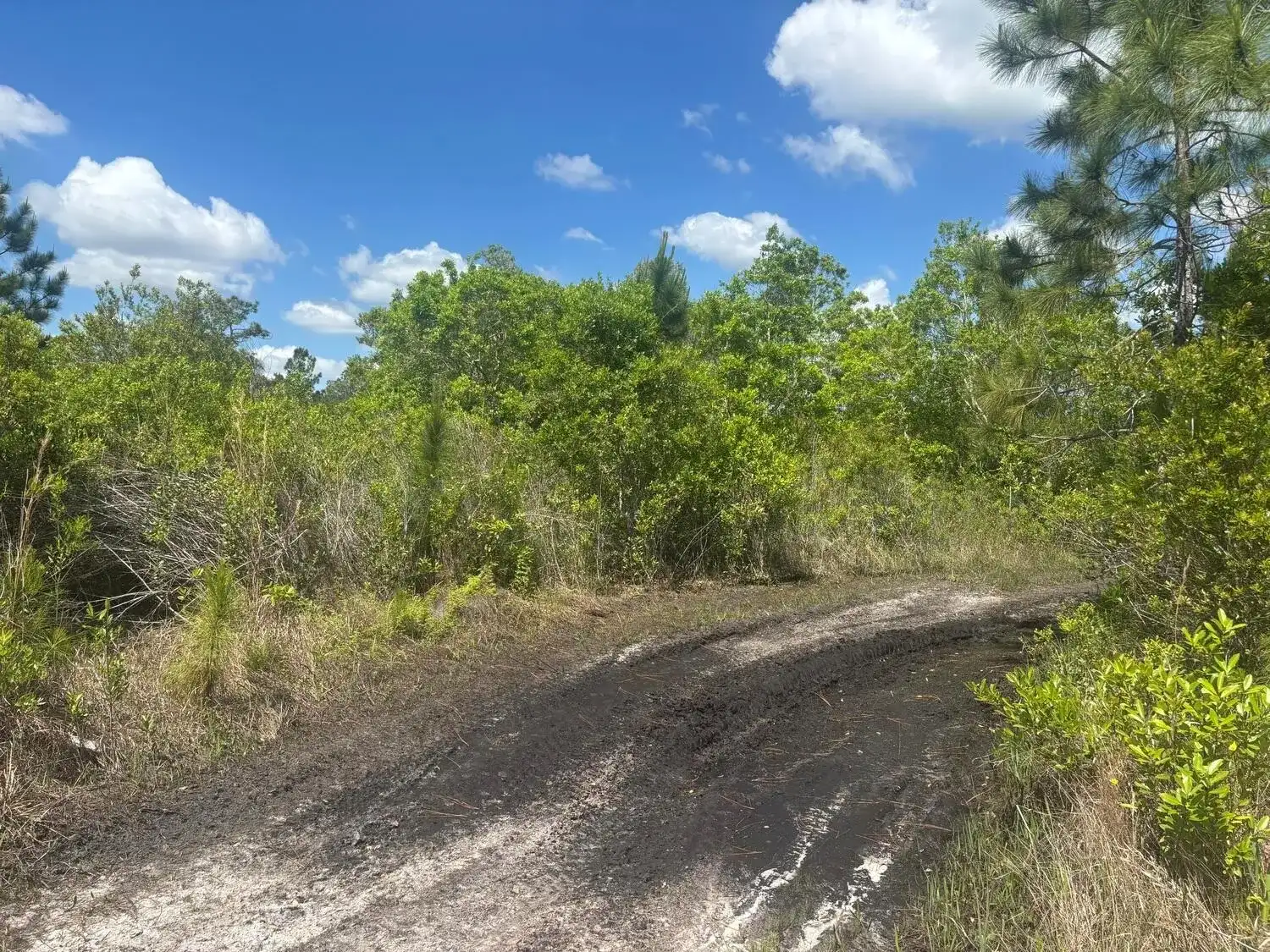 0 Holopaw Groves Road, FL 34772 photo 2