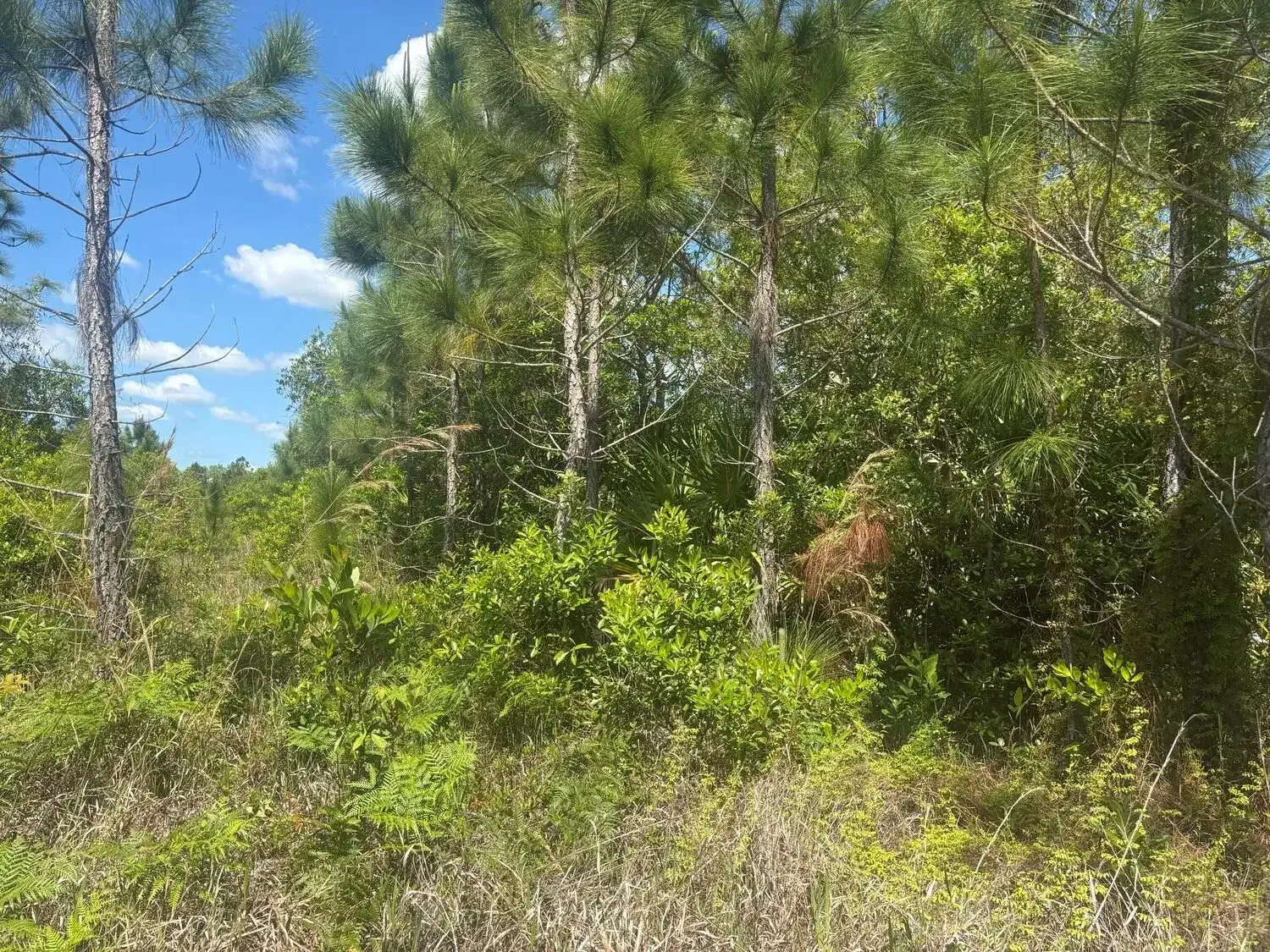 0 Holopaw Groves Road, FL 34772 photo 2