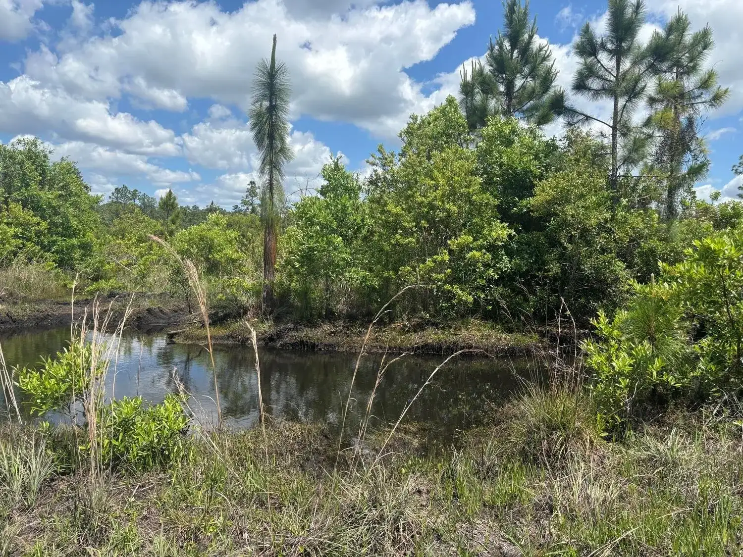 0 Holopaw Groves Road, FL 34772 photo 2