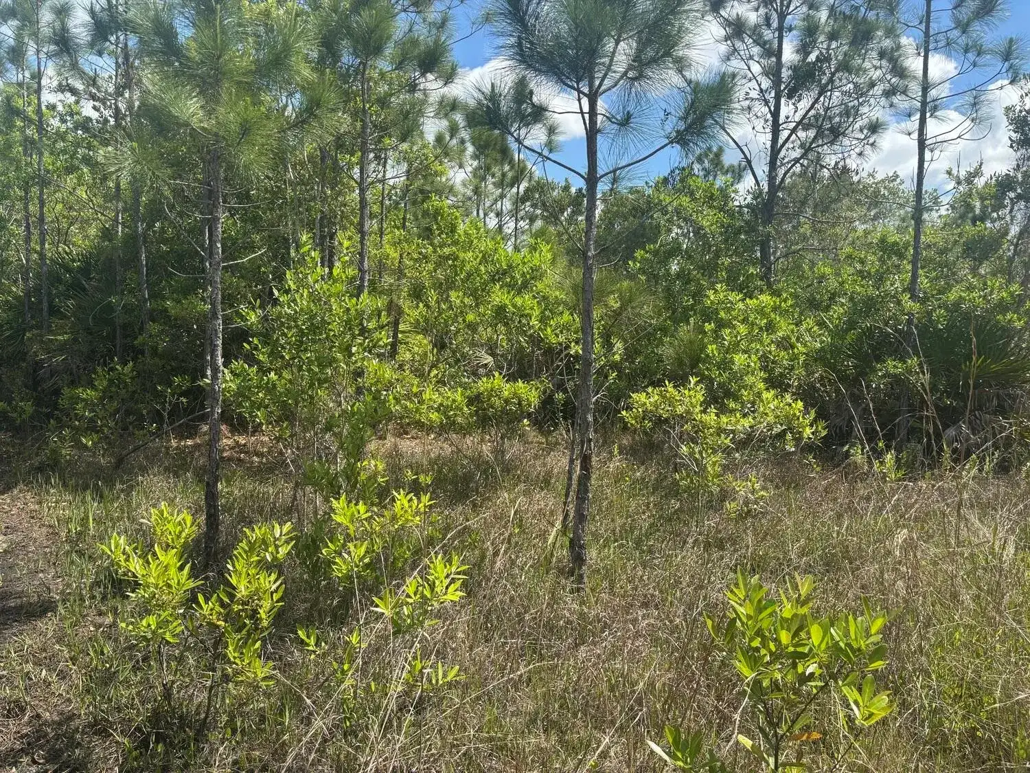 0 Holopaw Groves Road, FL 34772 photo 2