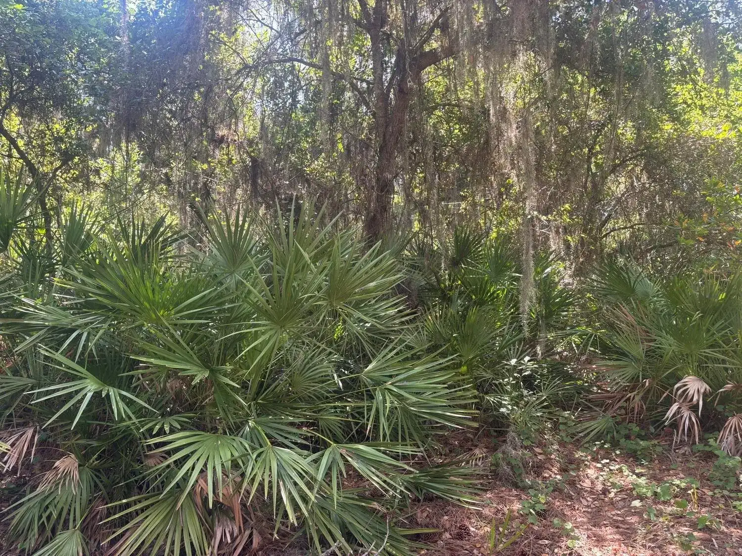 536 Bright Hill Avenue, Lake Placid FL 33852 photo 4
