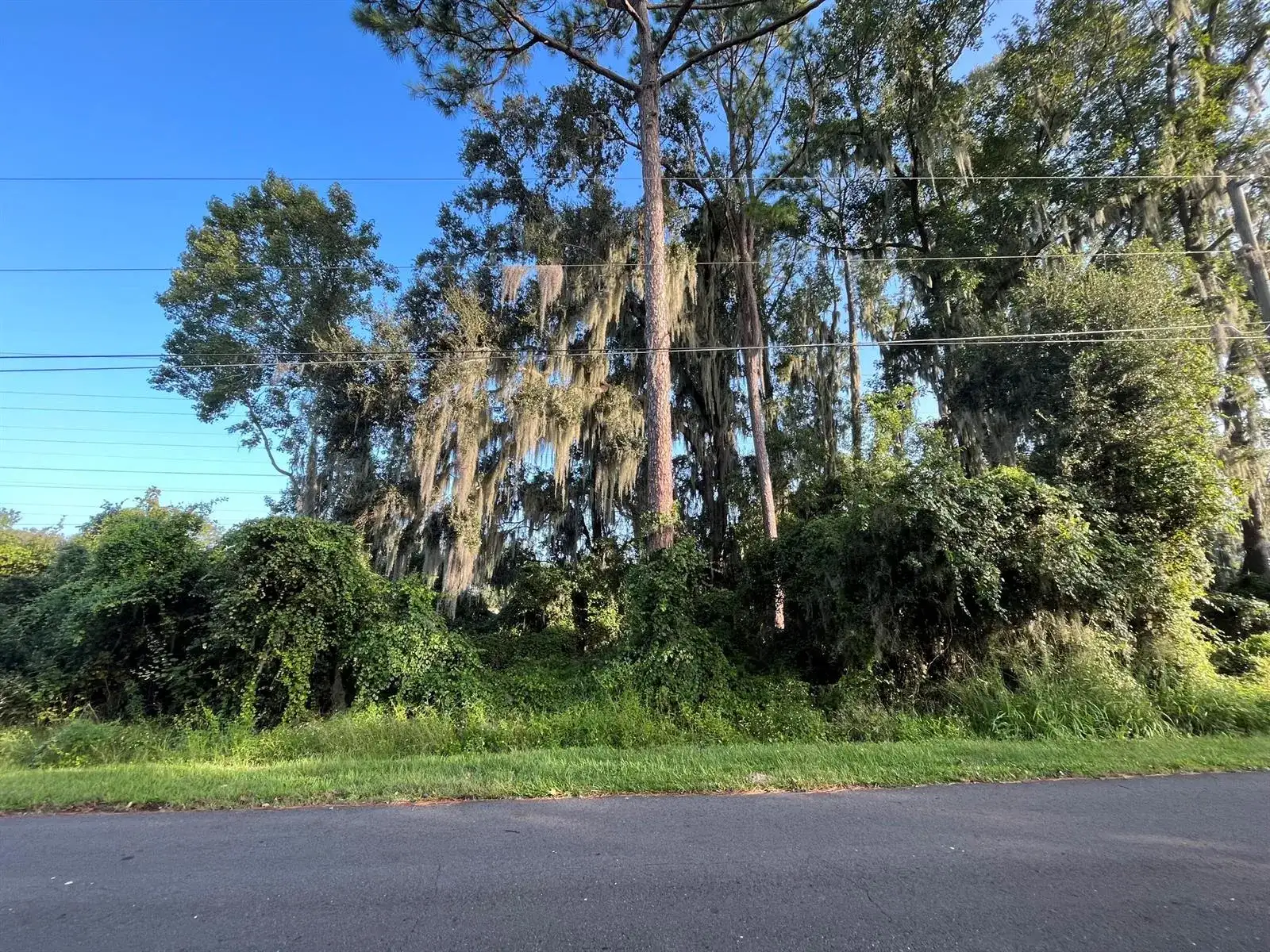 262 Toms Road, FL 32713 photo 5