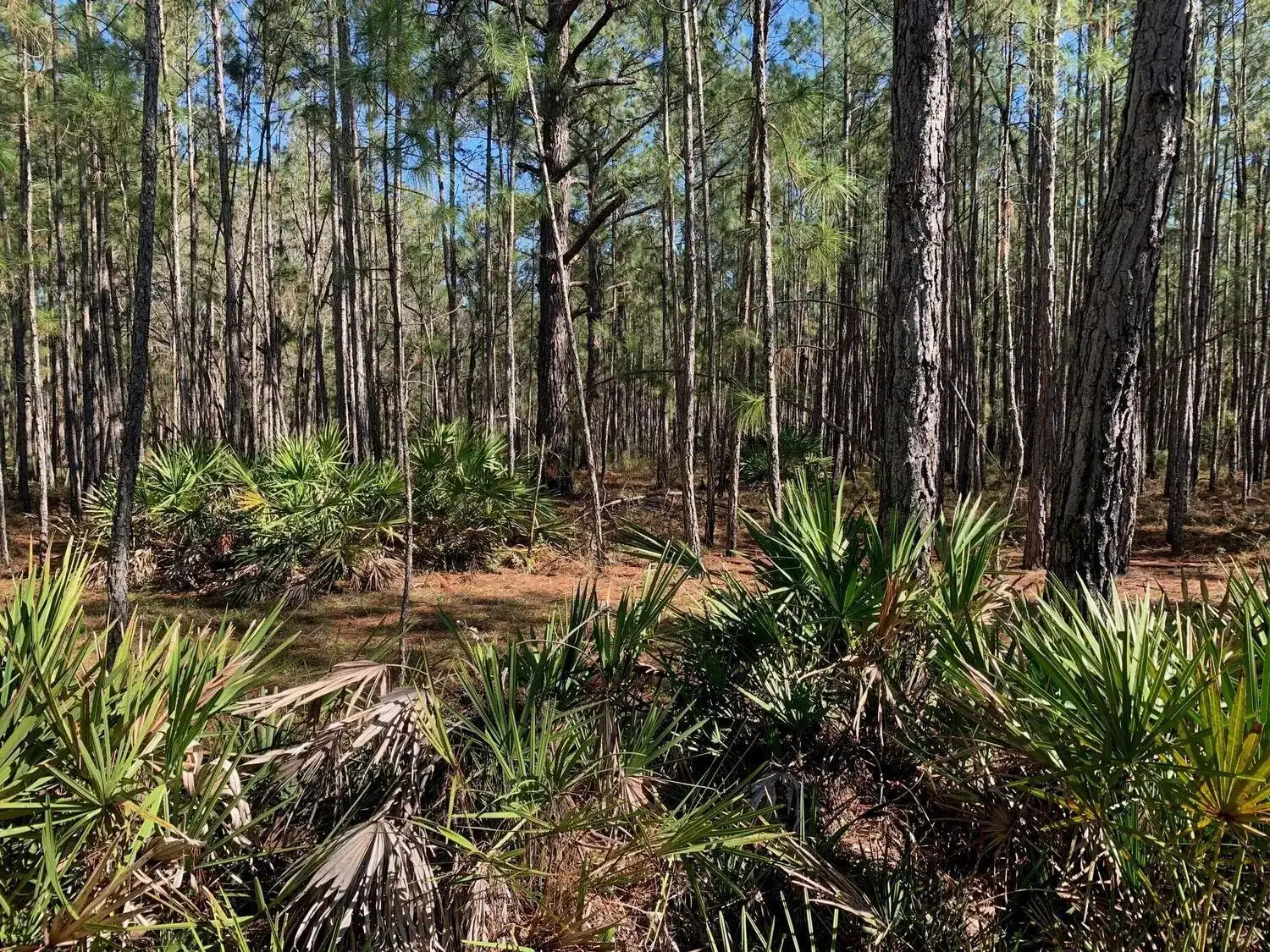 0 Poyner Road, FL 33868 photo 2