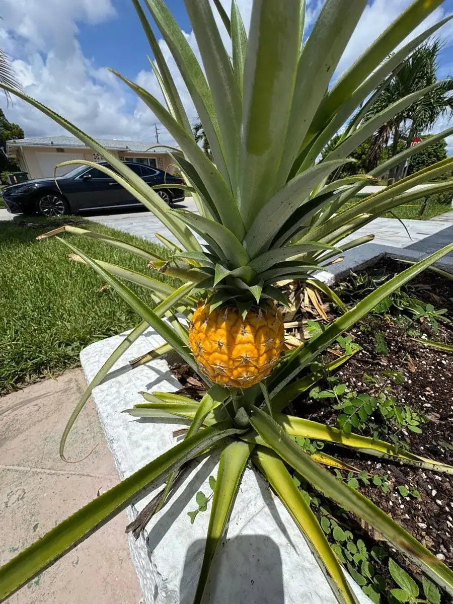 4717 NW 49TH Place, Tamarac FL 33319 photo 4