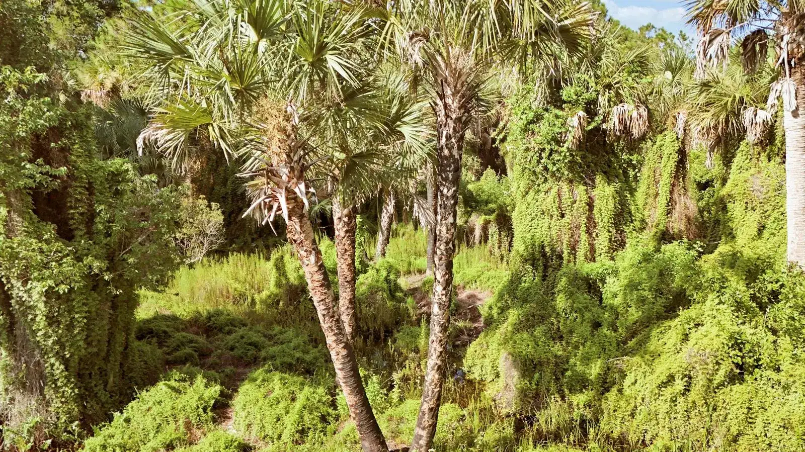 Tbd SW Cardamine Street, FL 34956 photo 5