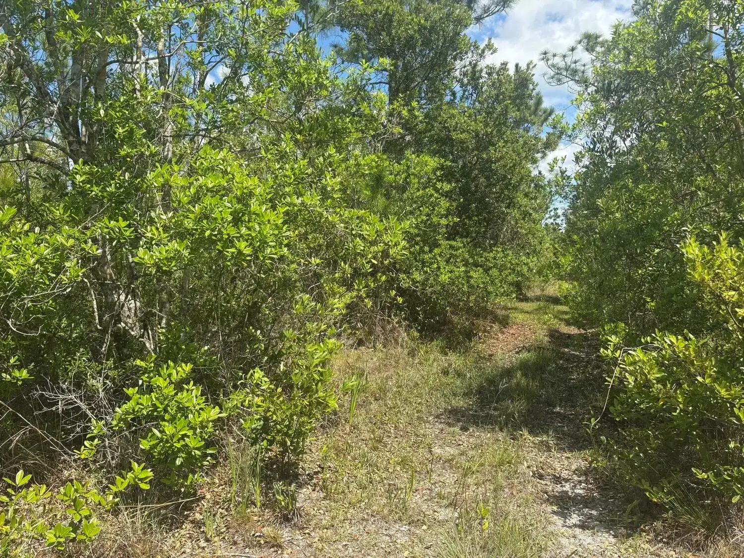 0 Holopaw Groves Road, FL 34772 photo 2