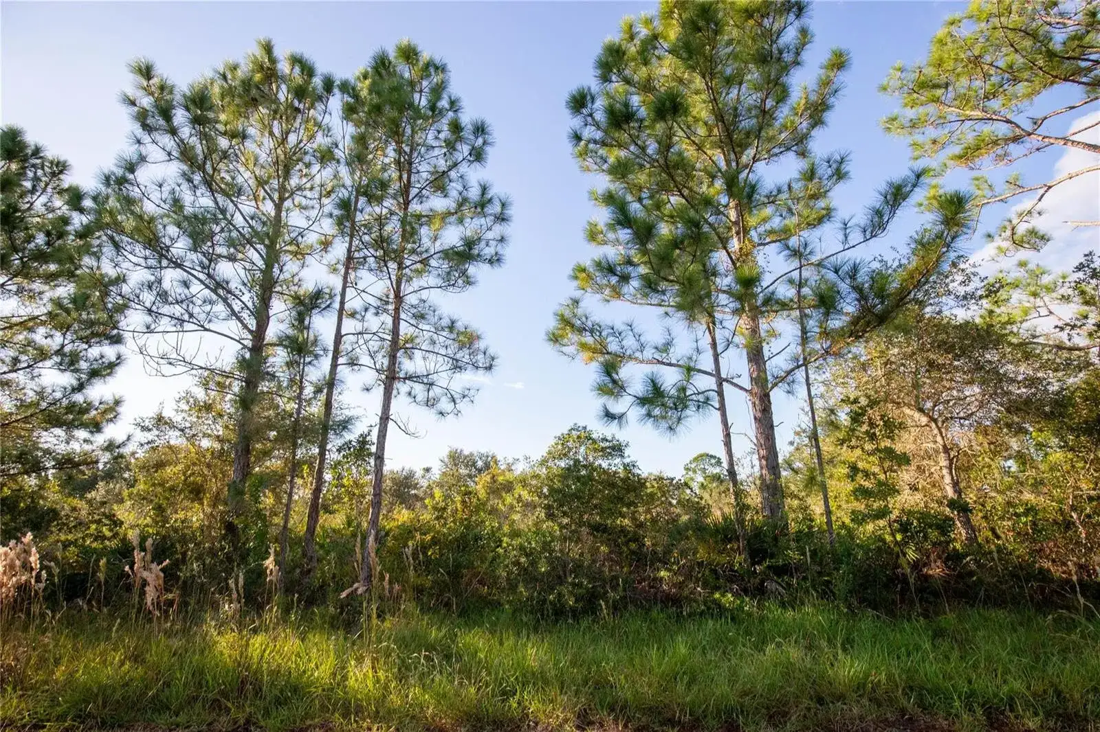 754 American Street, Lake Placid FL 33852 photo 4