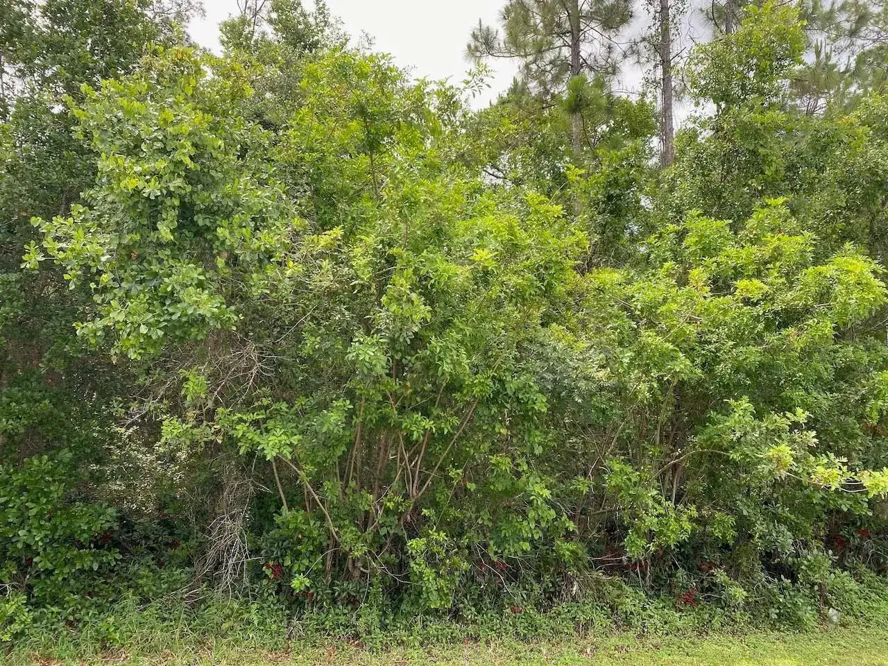 2351 Allamanda Drive, FL 33855 photo 3