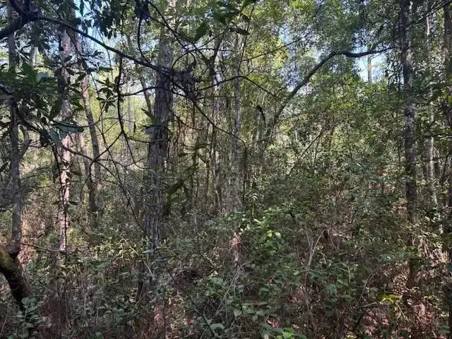 224 SE 8th Avenue, Palatka FL 32177 photo 2