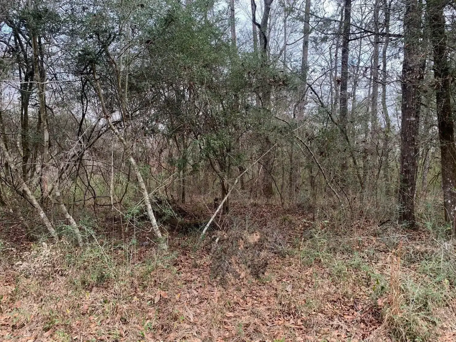 0 Griffin Circle, FL 32464 photo 2