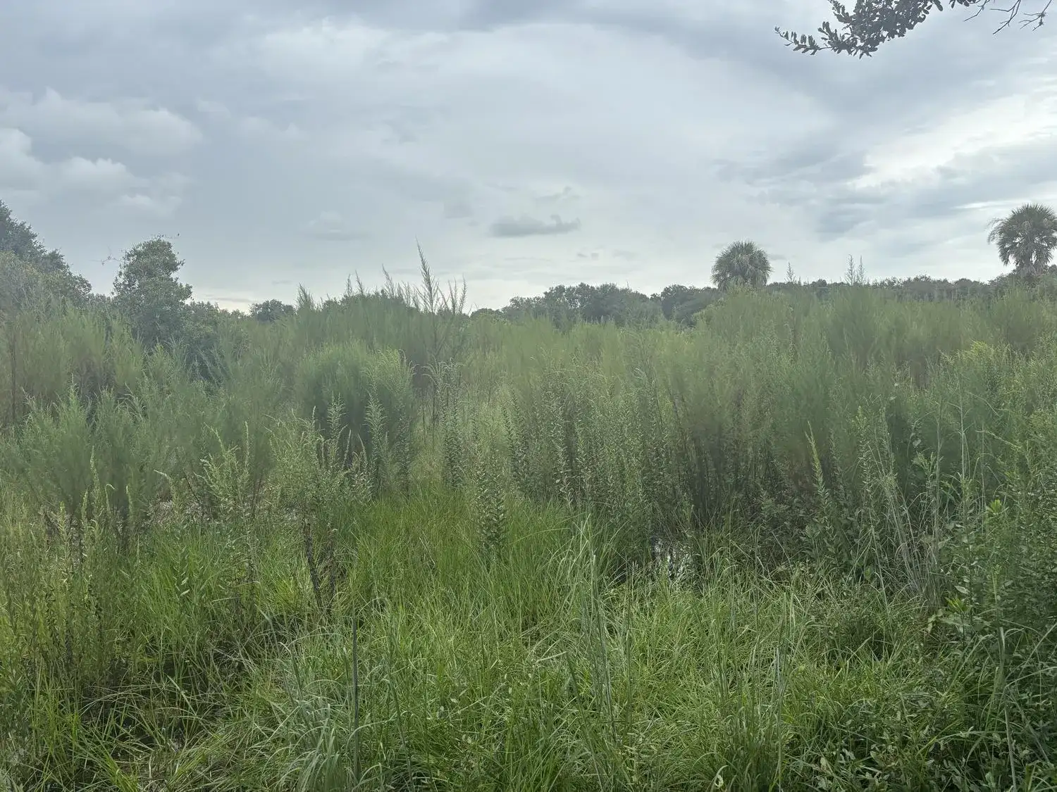 0 294th Street, Okeechobee FL 34972 photo 2