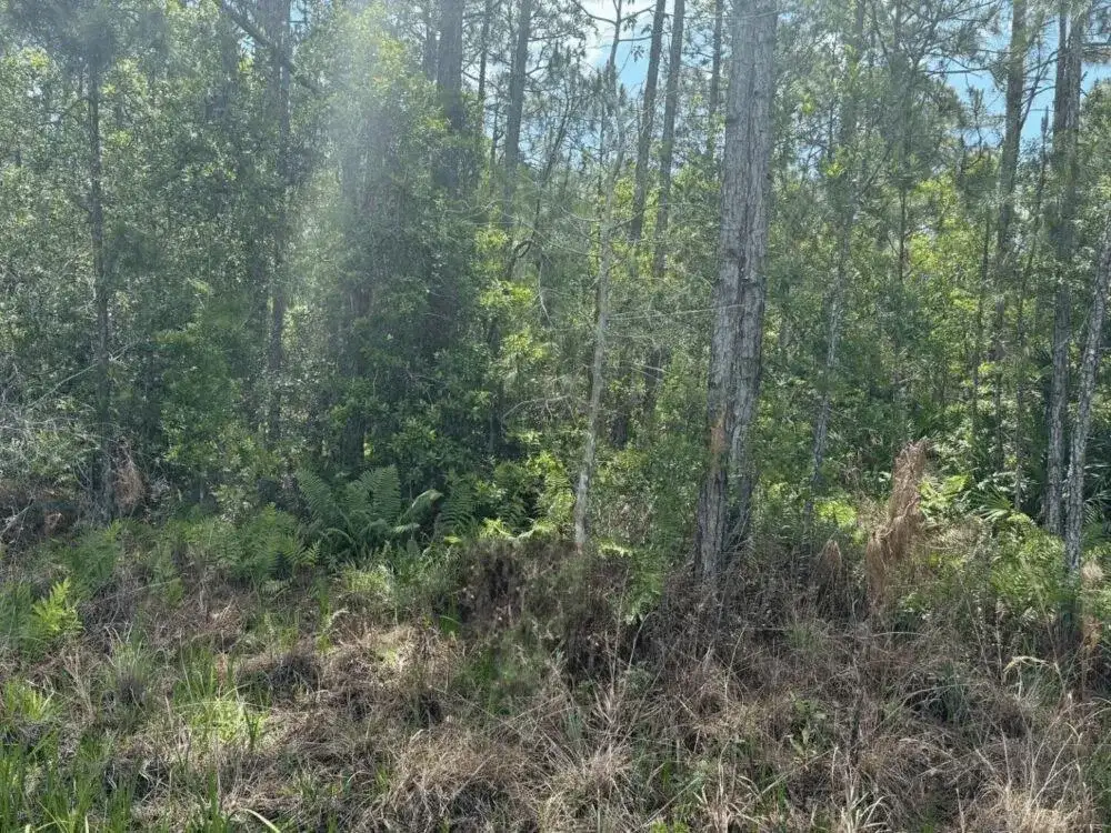0 Holopaw Groves Road, FL 34772 photo 2