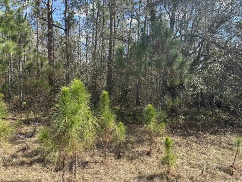 0 Old Grade Road, FL 33868 photo 2