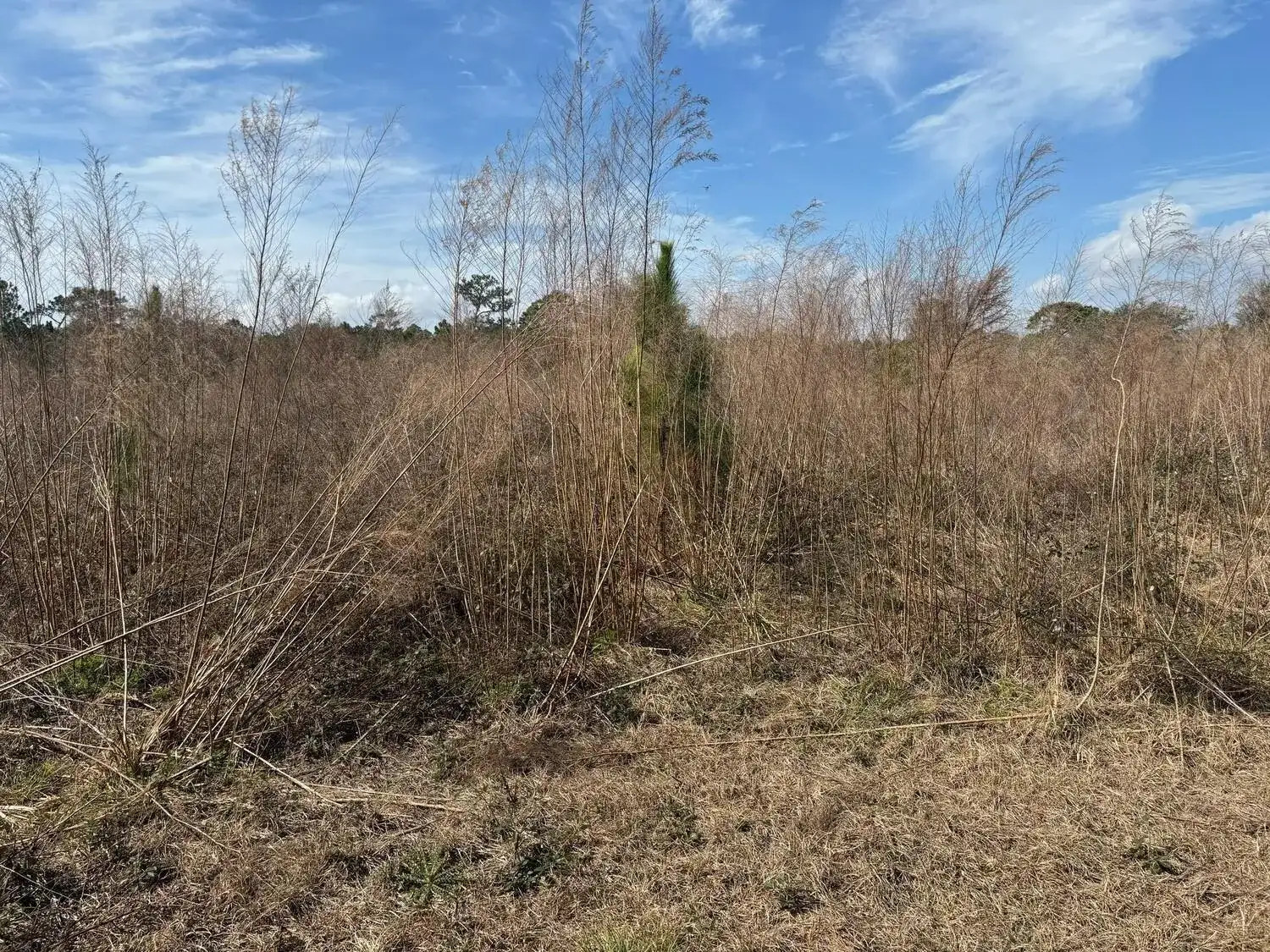 0 Old Grade Road, FL 33868 photo 2