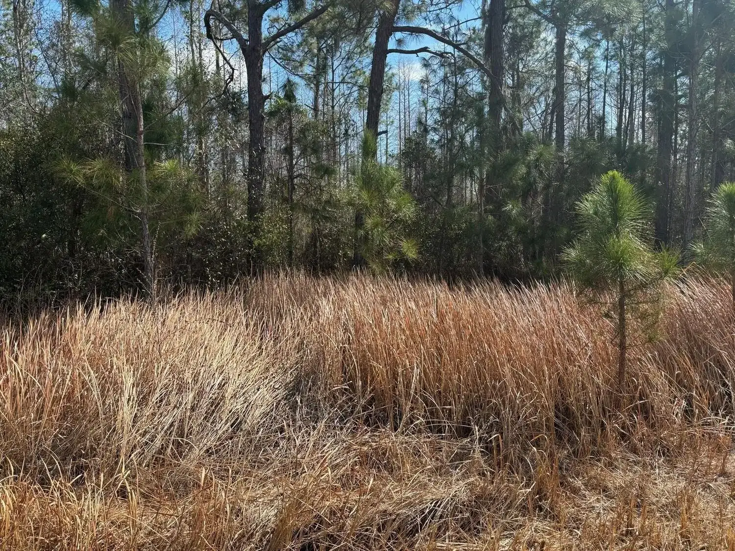 0 Old Grade Road, FL 33868 photo 3