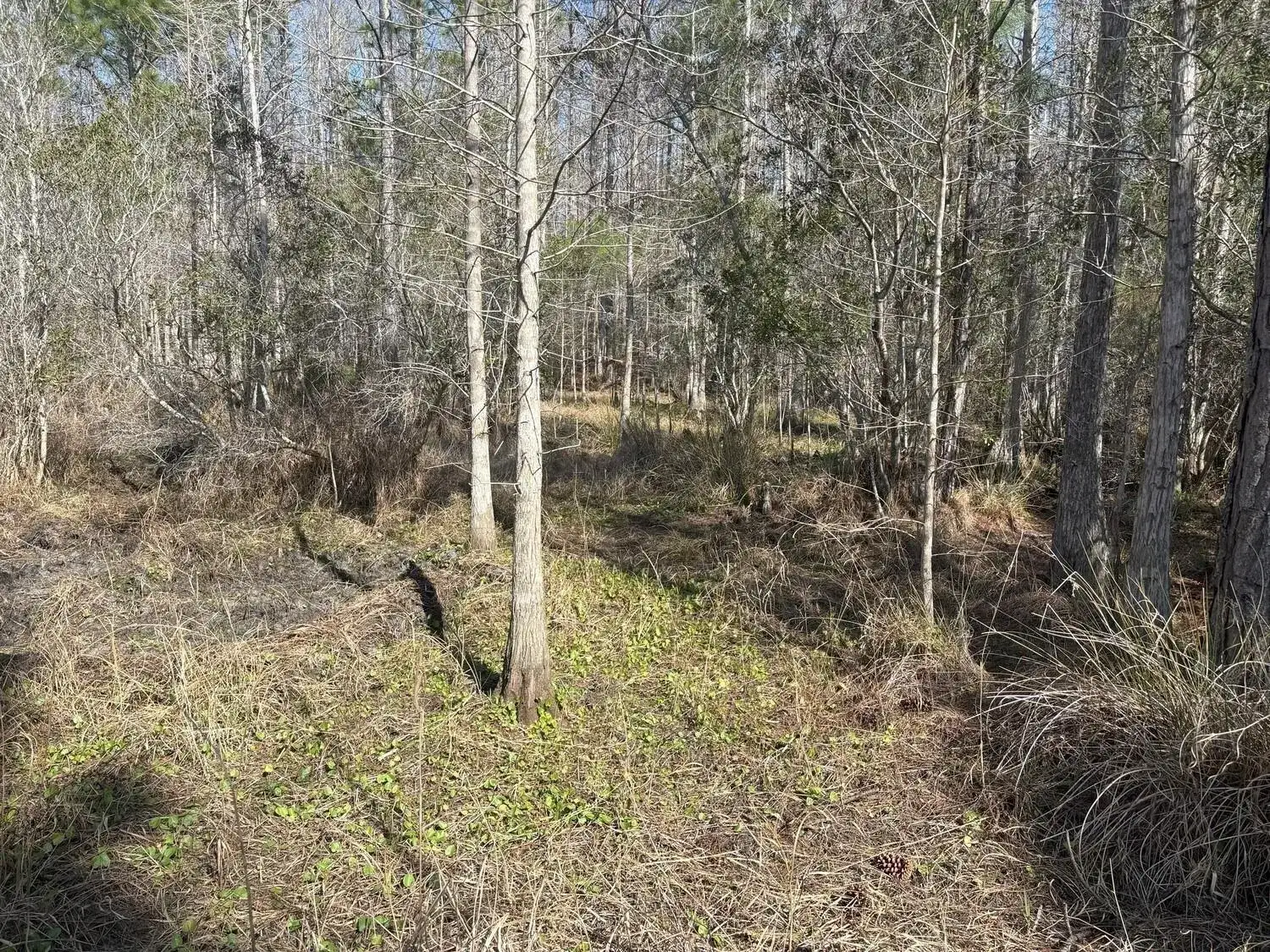 0 Old Grade Road, FL 33868 photo 3