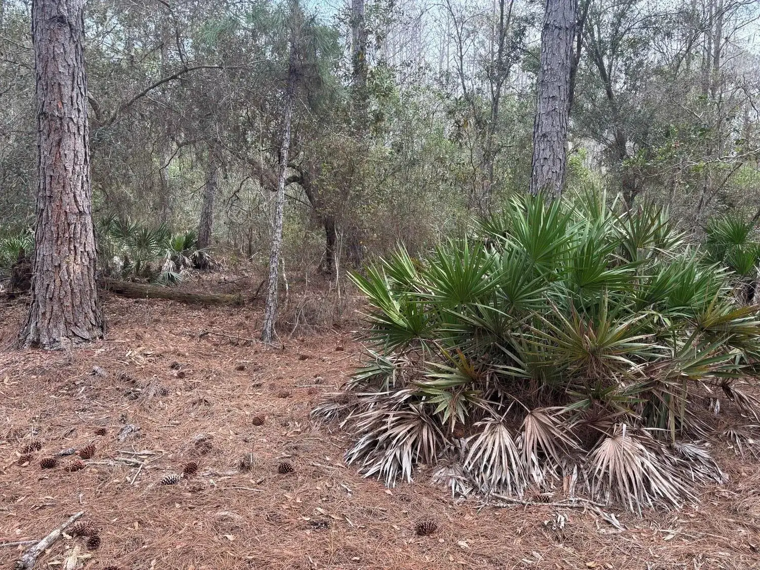 0 Old Grade Road, FL 33868 photo 2