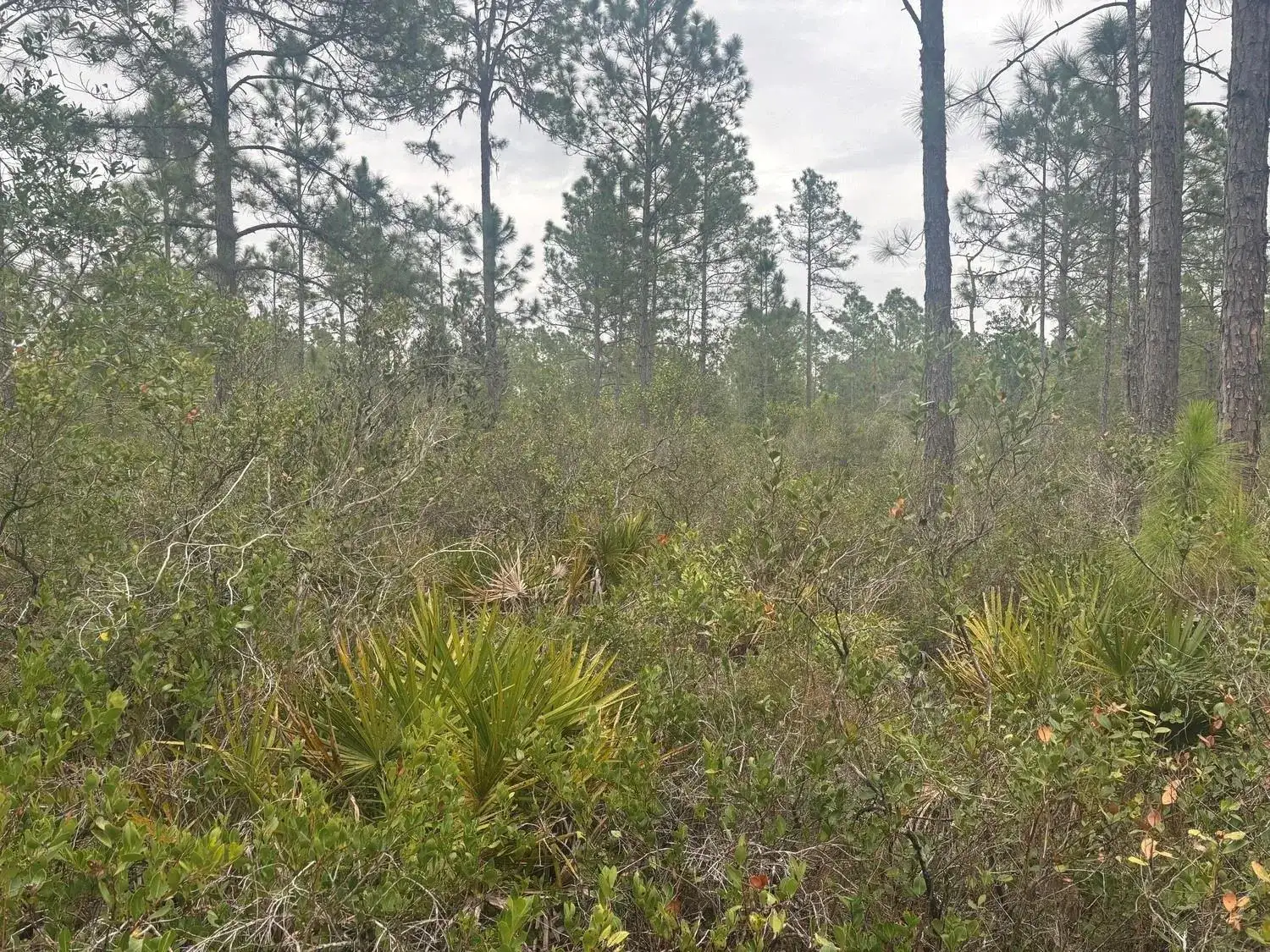 0 Old Grade Road, FL 33868 photo 2