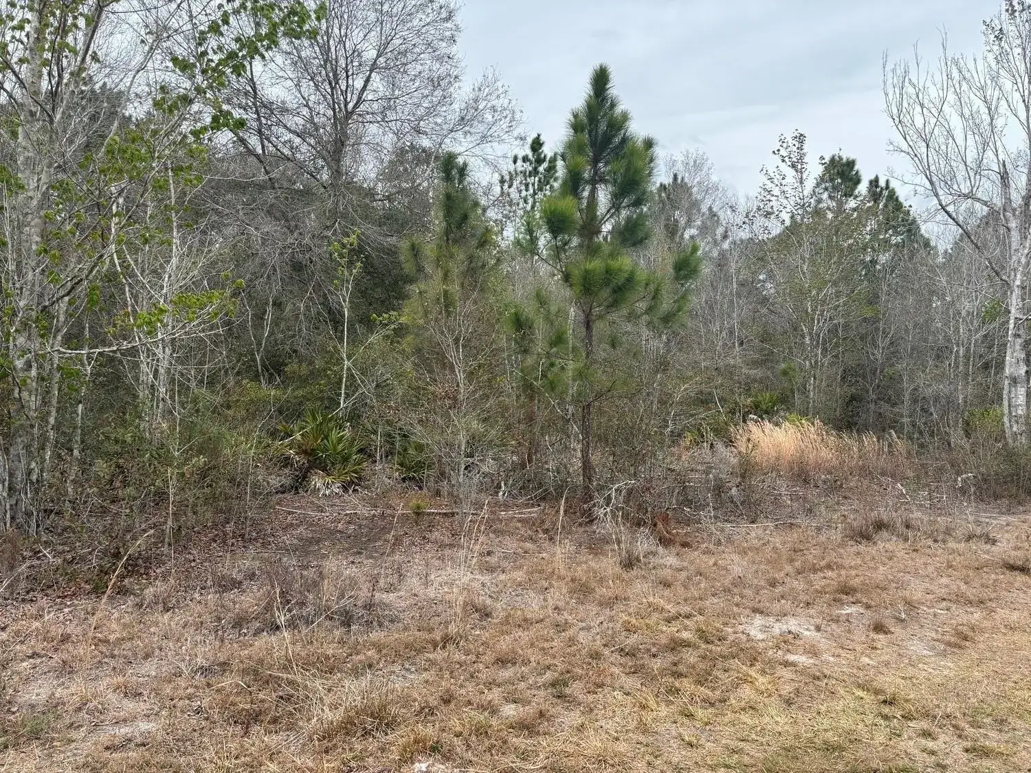 0 Old Grade Road, FL 33868 photo 2