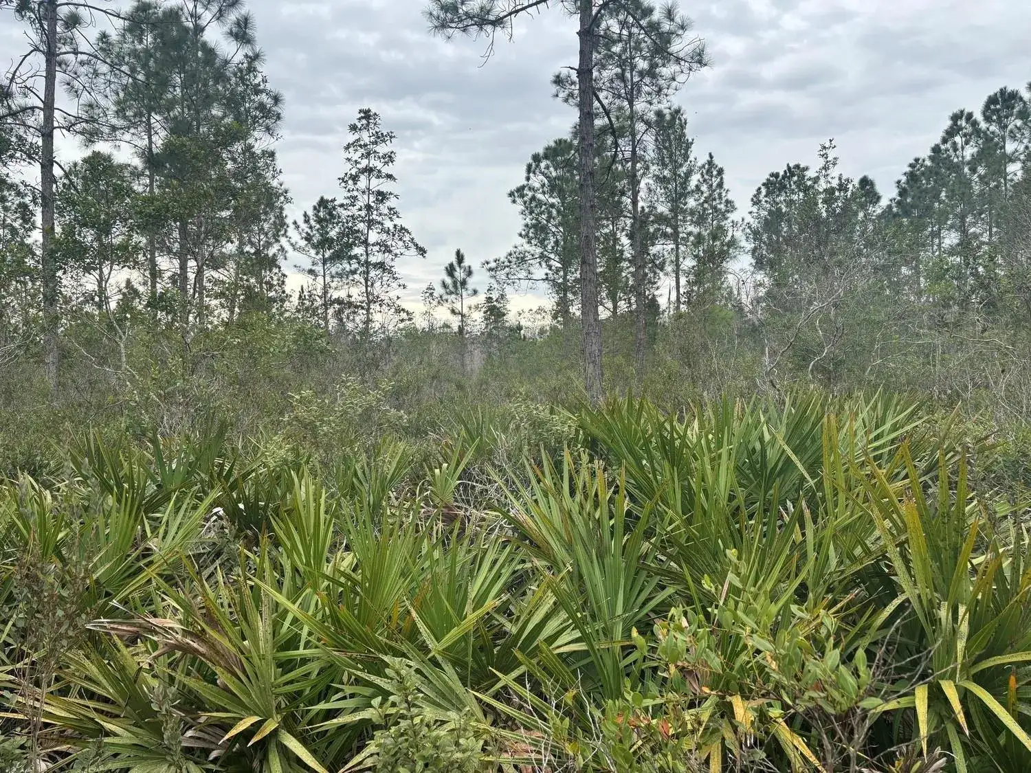 0 Old Grade Road, FL 33868 photo 2