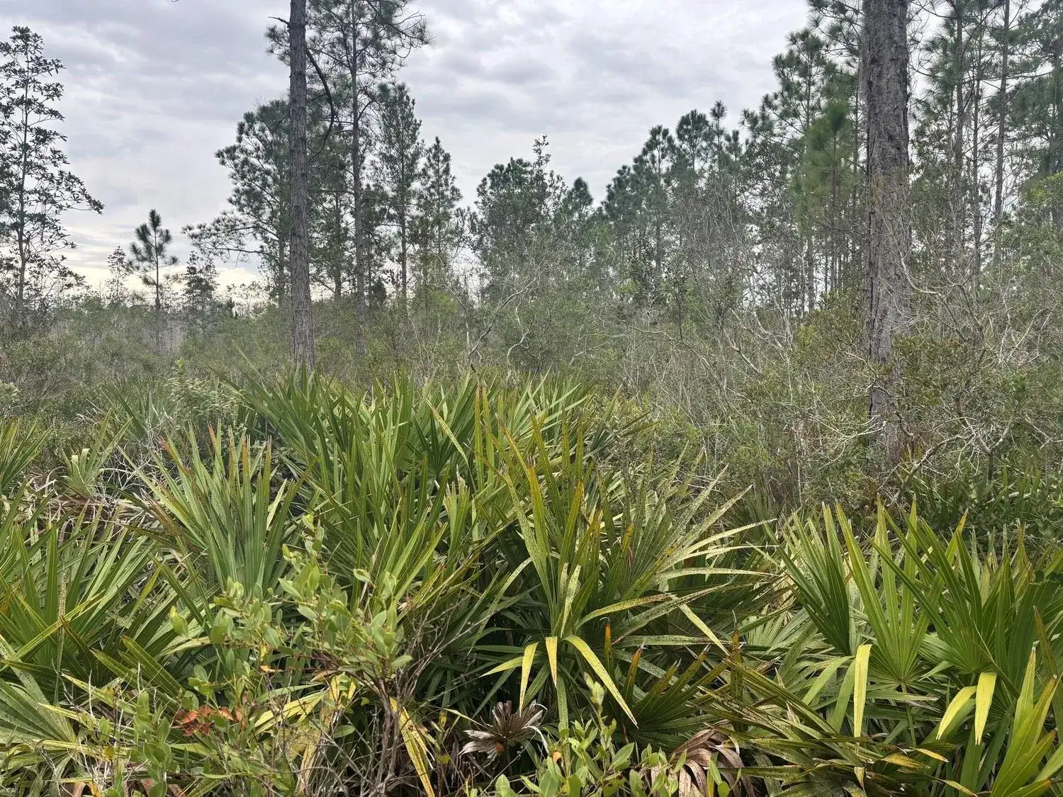 0 Old Grade Road, FL 33868 photo 3