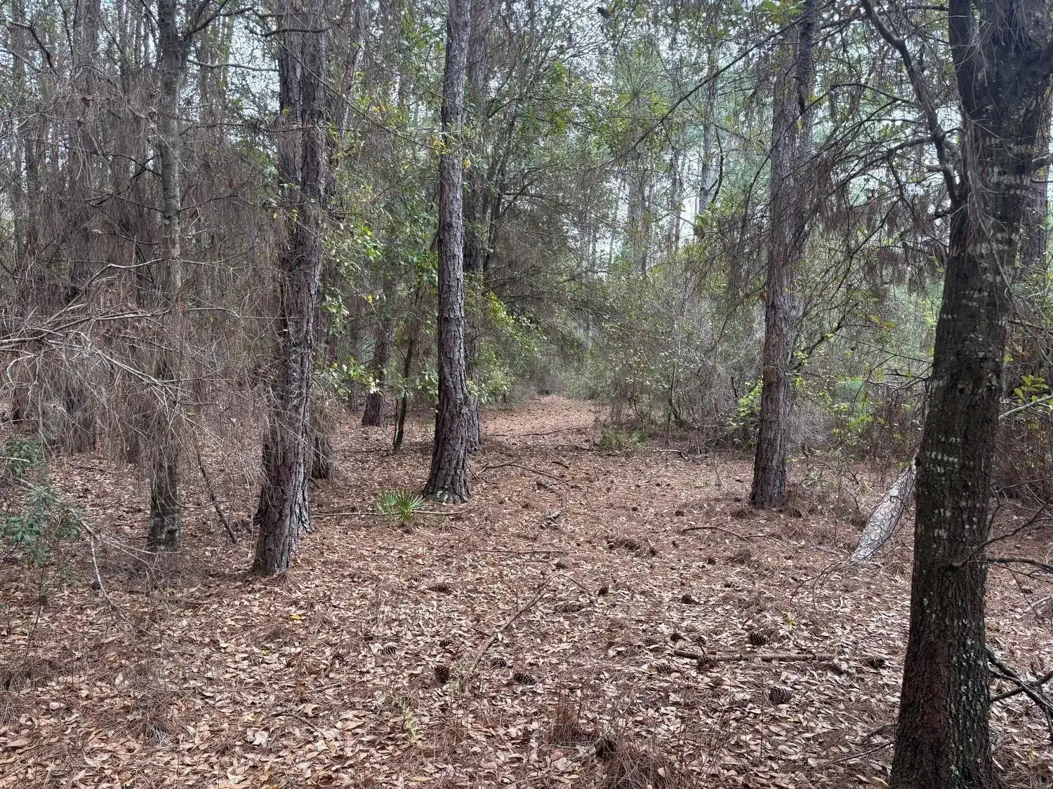 0 Old Grade Road, FL 33868 photo 2