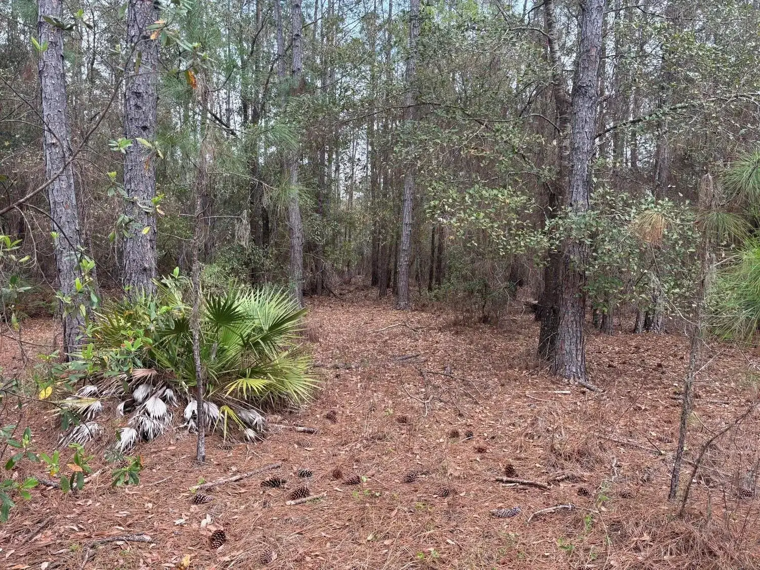 0 Old Grade Road, FL 33868 photo 3