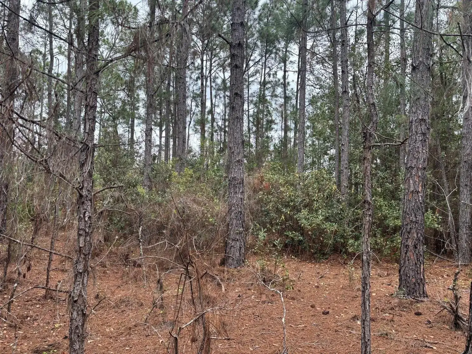 0 Old Grade Road, FL 33868 photo 3