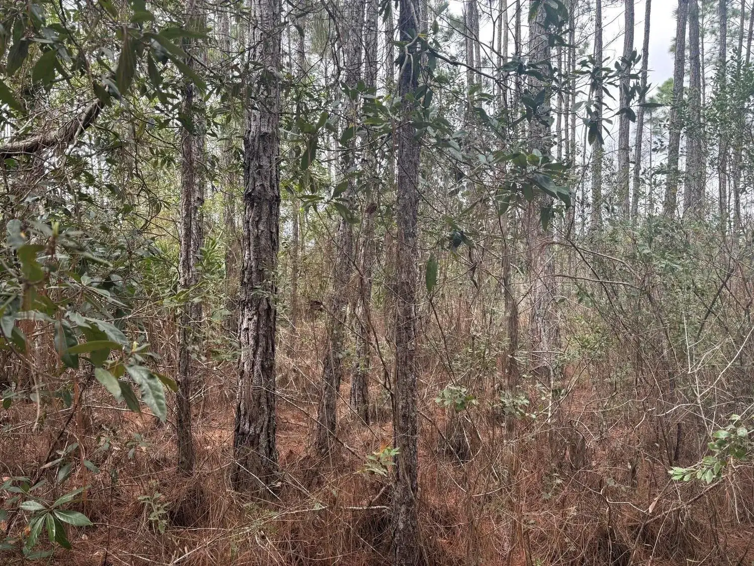 0 Old Grade Road, FL 33868 photo 2