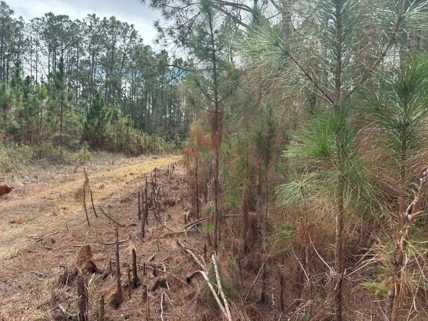 0 Old Grade Road, FL 33868 photo 2