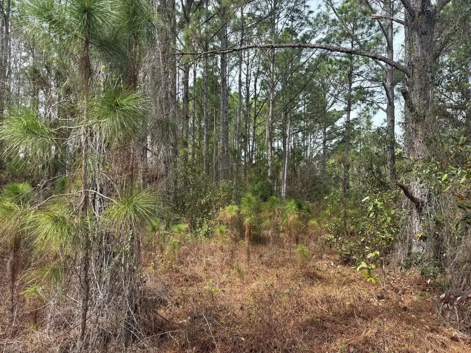 0 Old Grade Road, FL 33868 photo 3