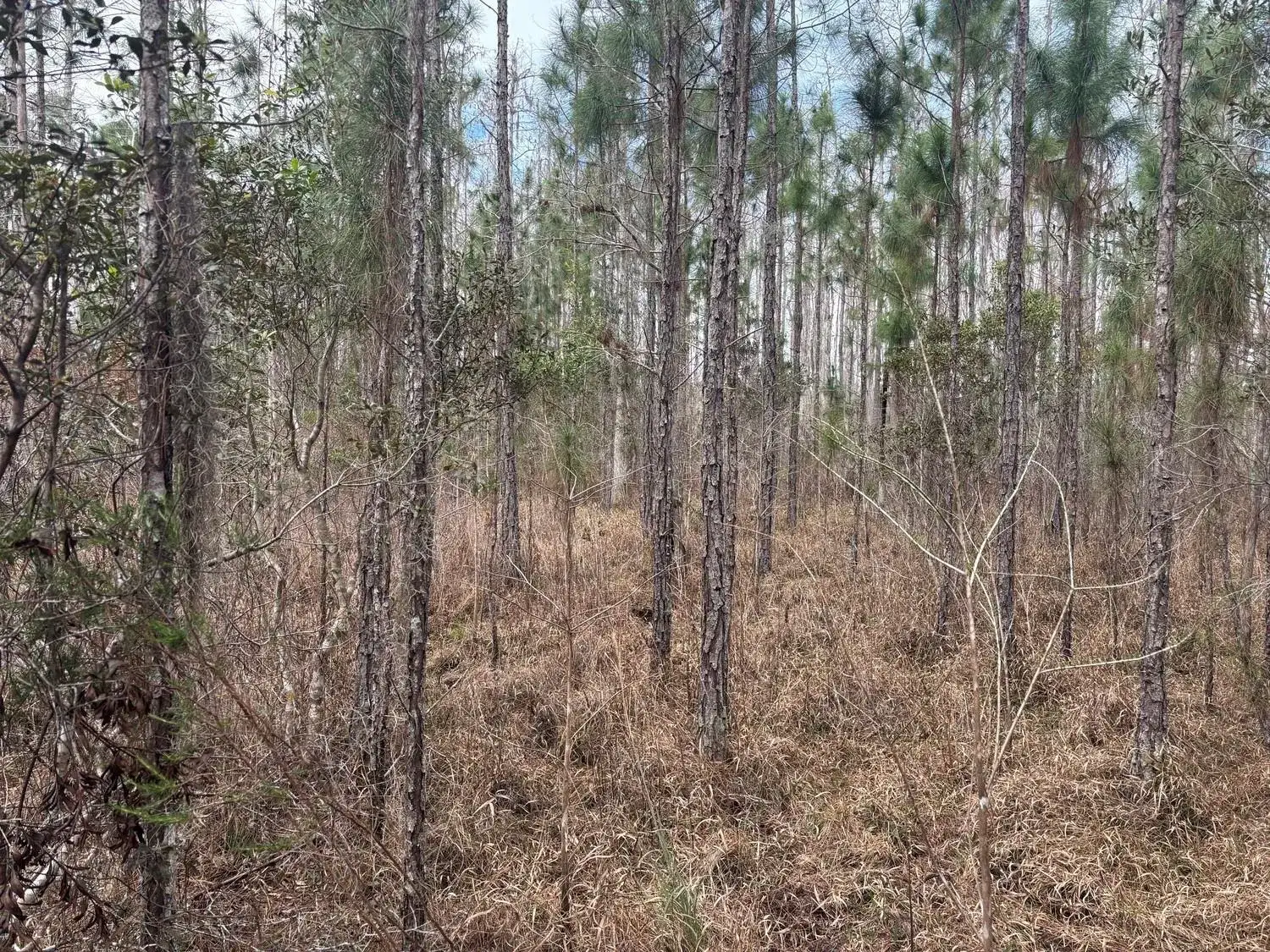 0 Old Grade Road, FL 33868 photo 2