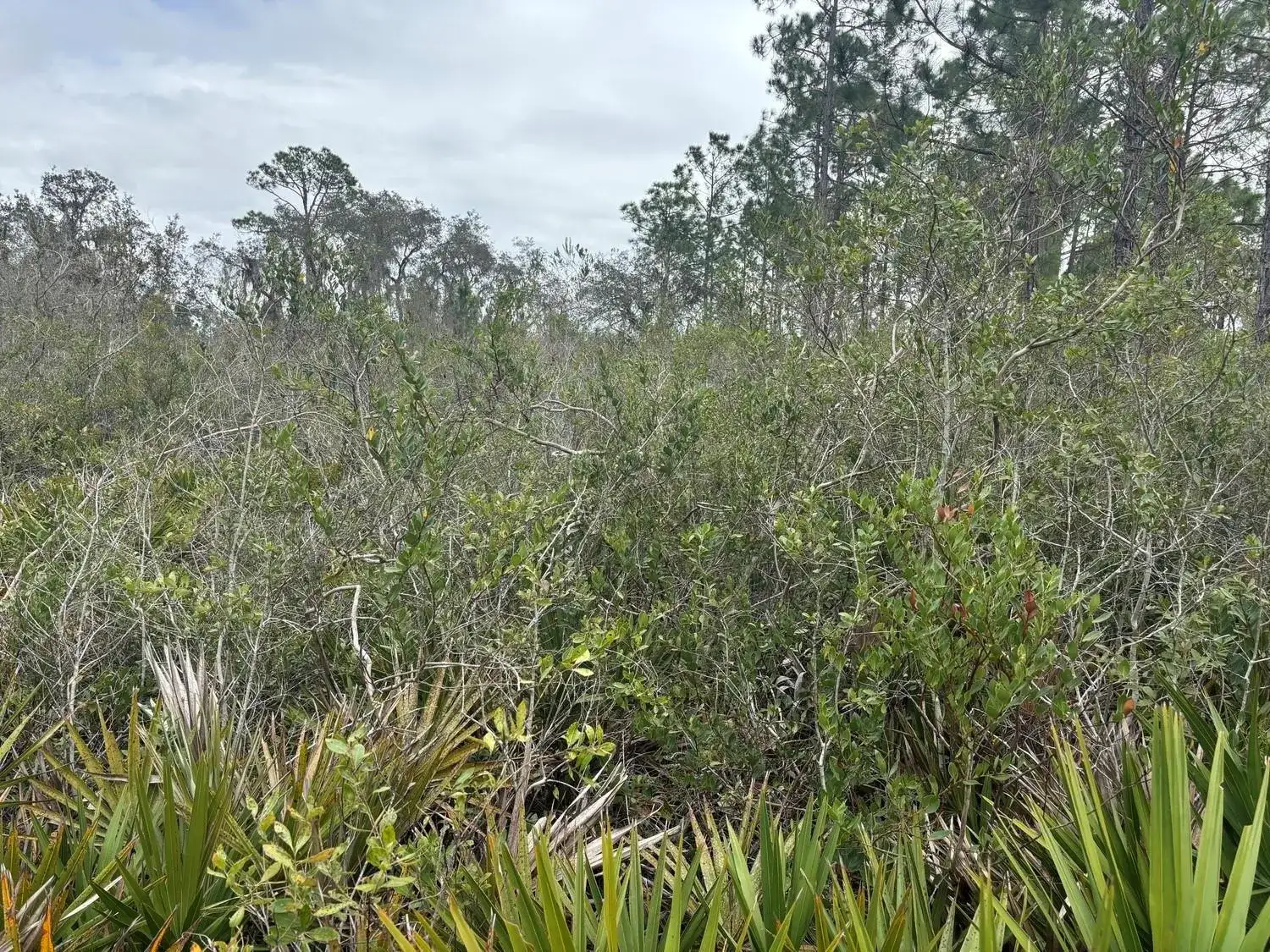0 Old Grade Road, FL 33868 photo 2