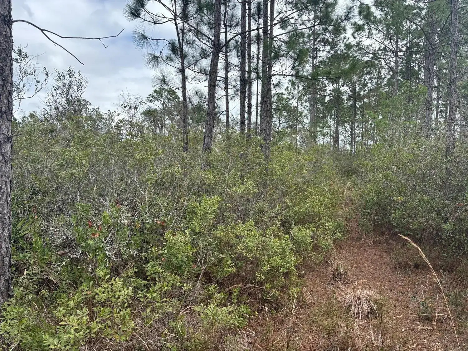 0 Old Grade Road, FL 33868 photo 3