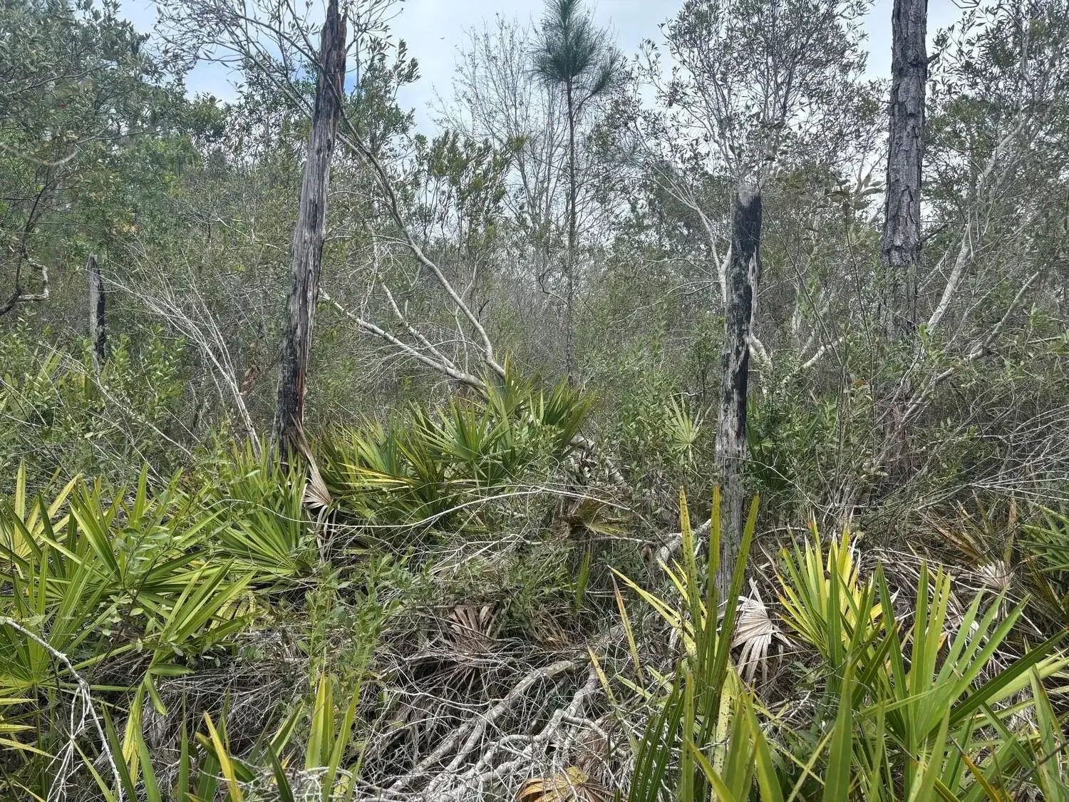 0 Old Grade Road, FL 33868 photo 3