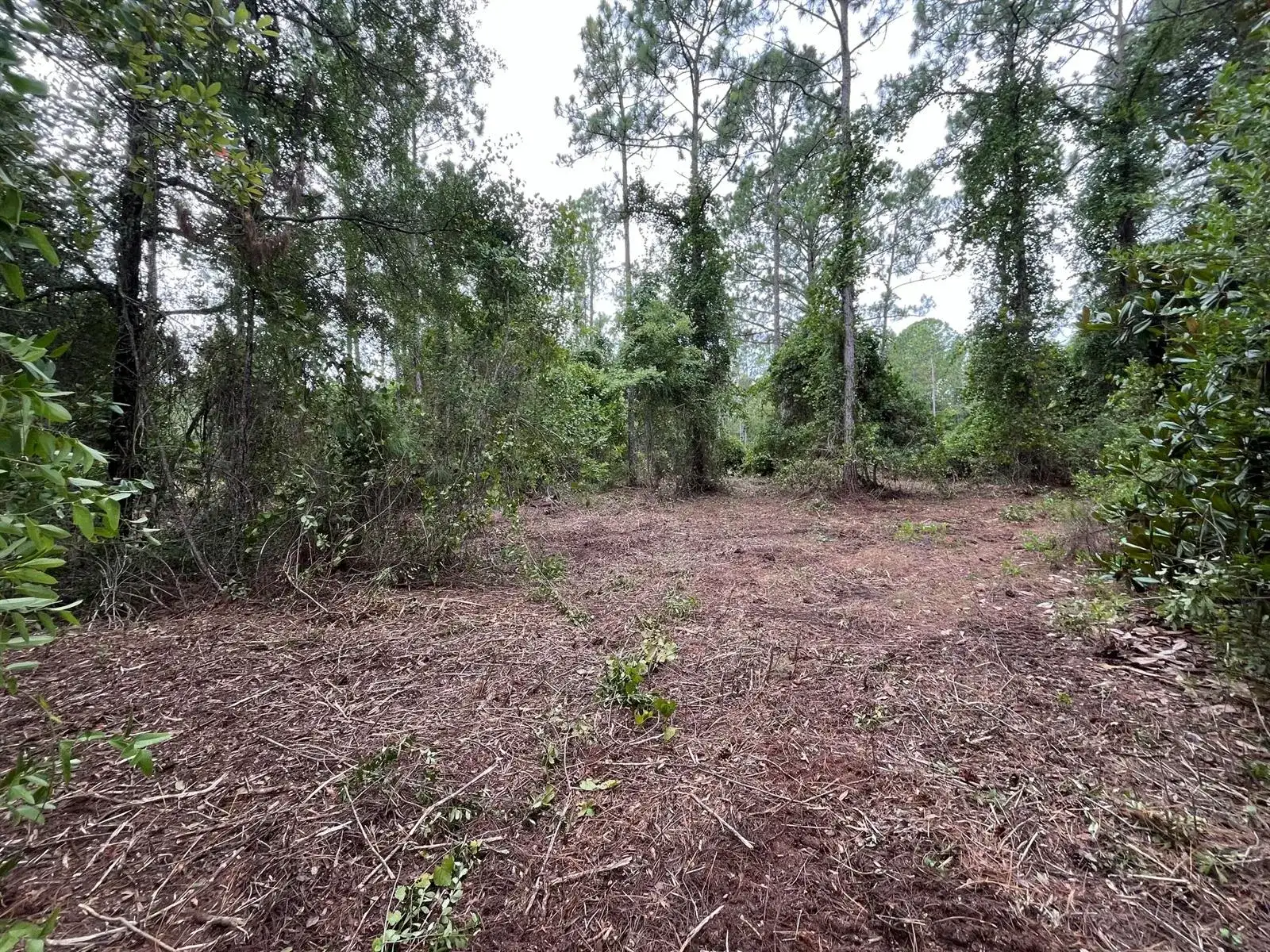 147 Roebuck Street, FL 32139 photo 5