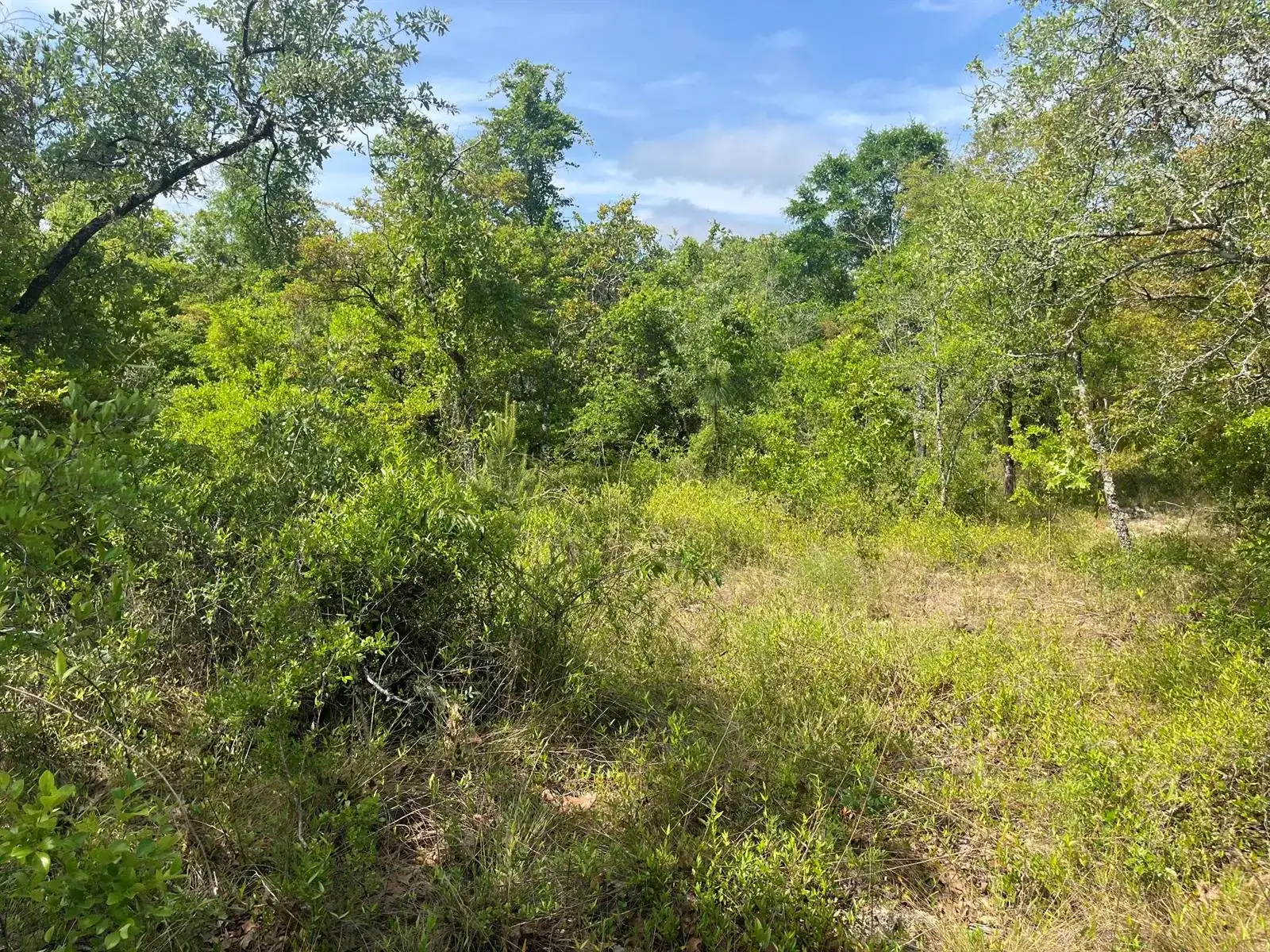 Tbd Rome Avenue, FL 32420 photo 4