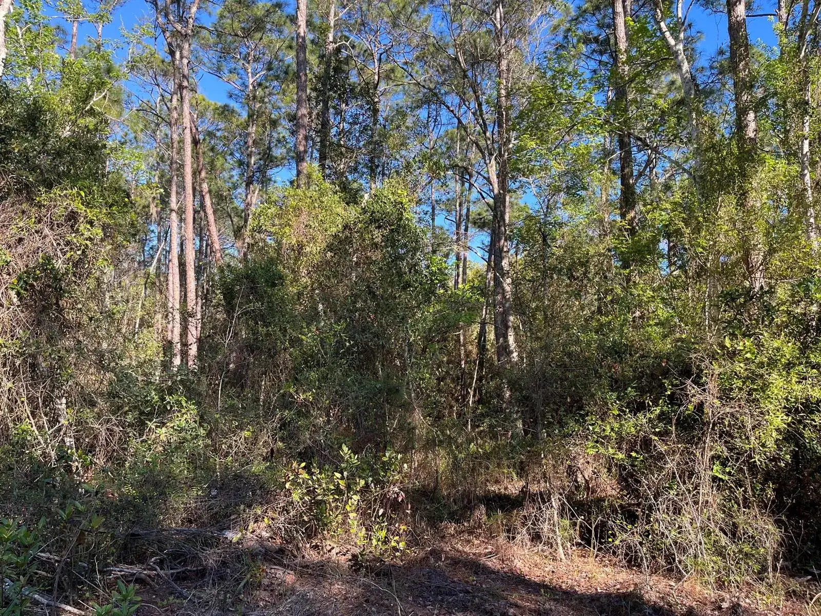 208 SE 3rd Street, FL 32139 photo 3