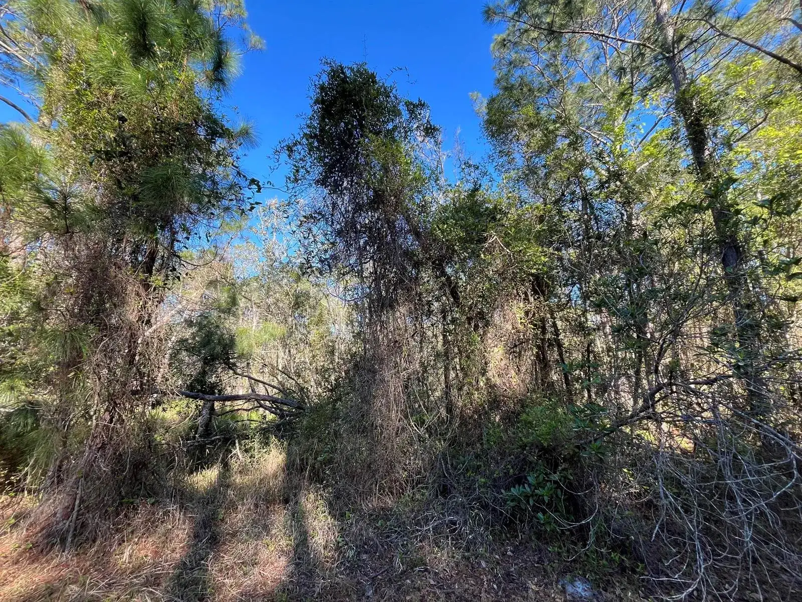 208 SE 3rd Street, FL 32139 photo 5