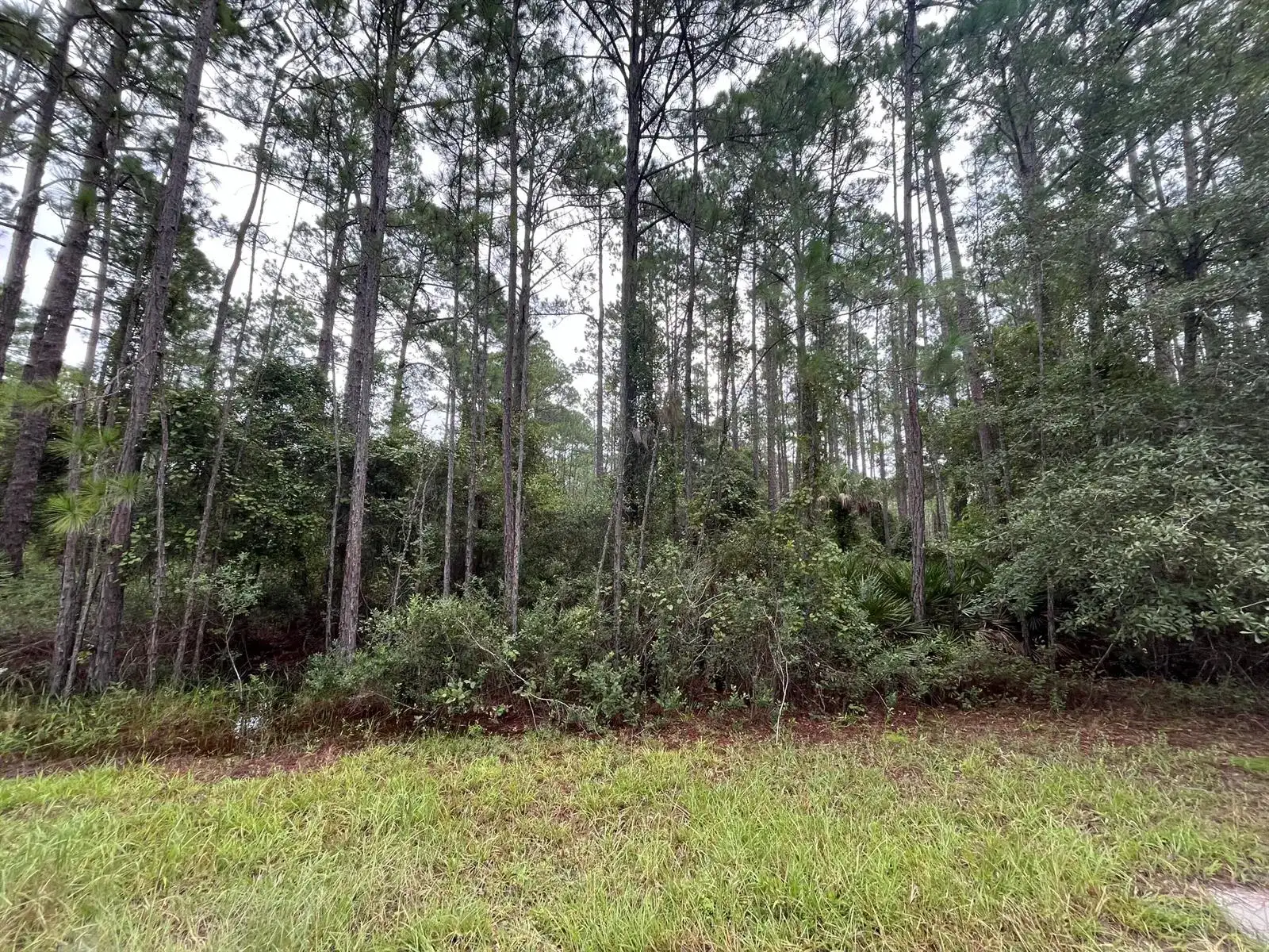 117 Mosswood Street, FL 32139 photo 4