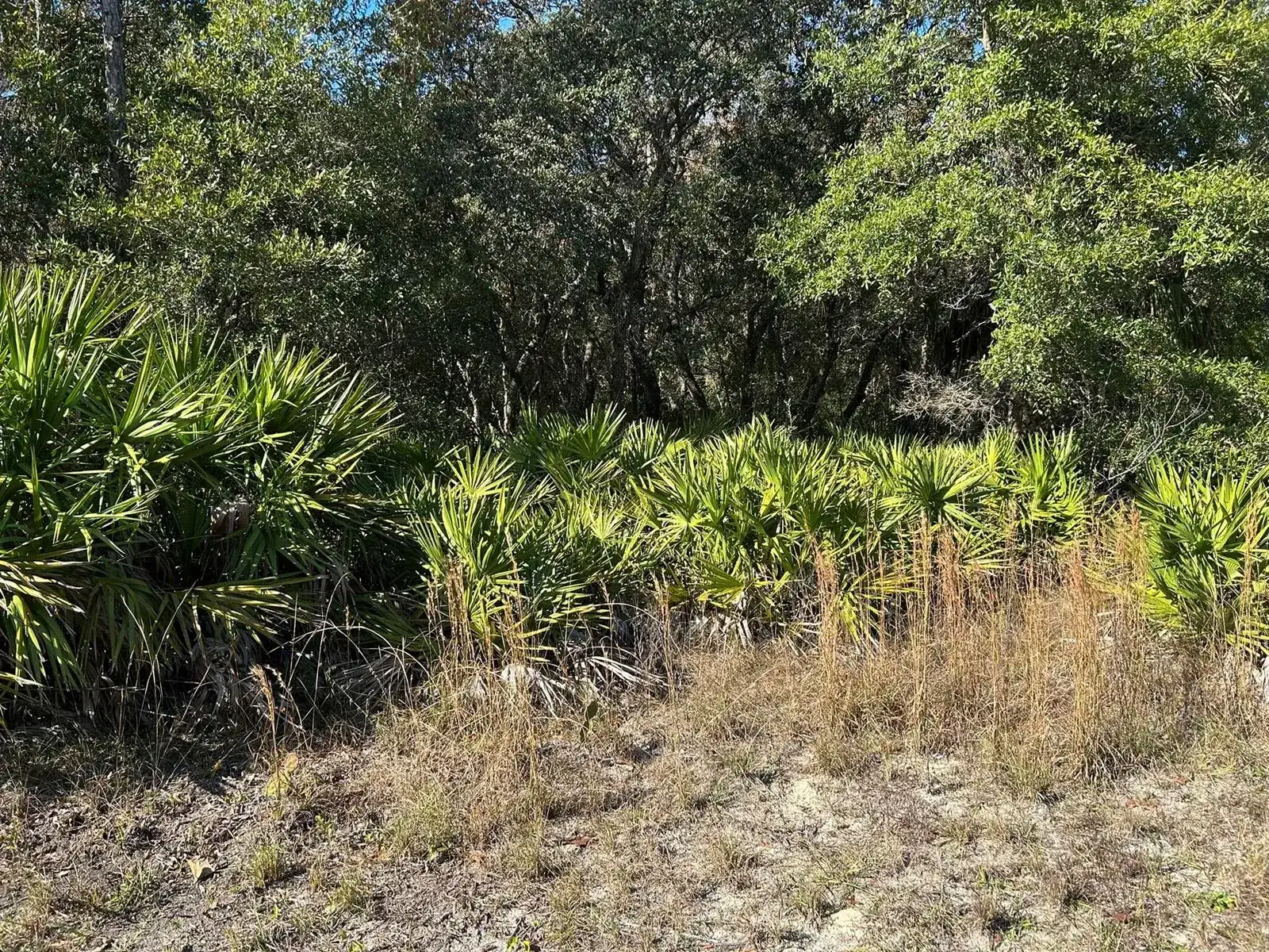 632 N Dunkenfield Avenue, FL 34429 photo 2