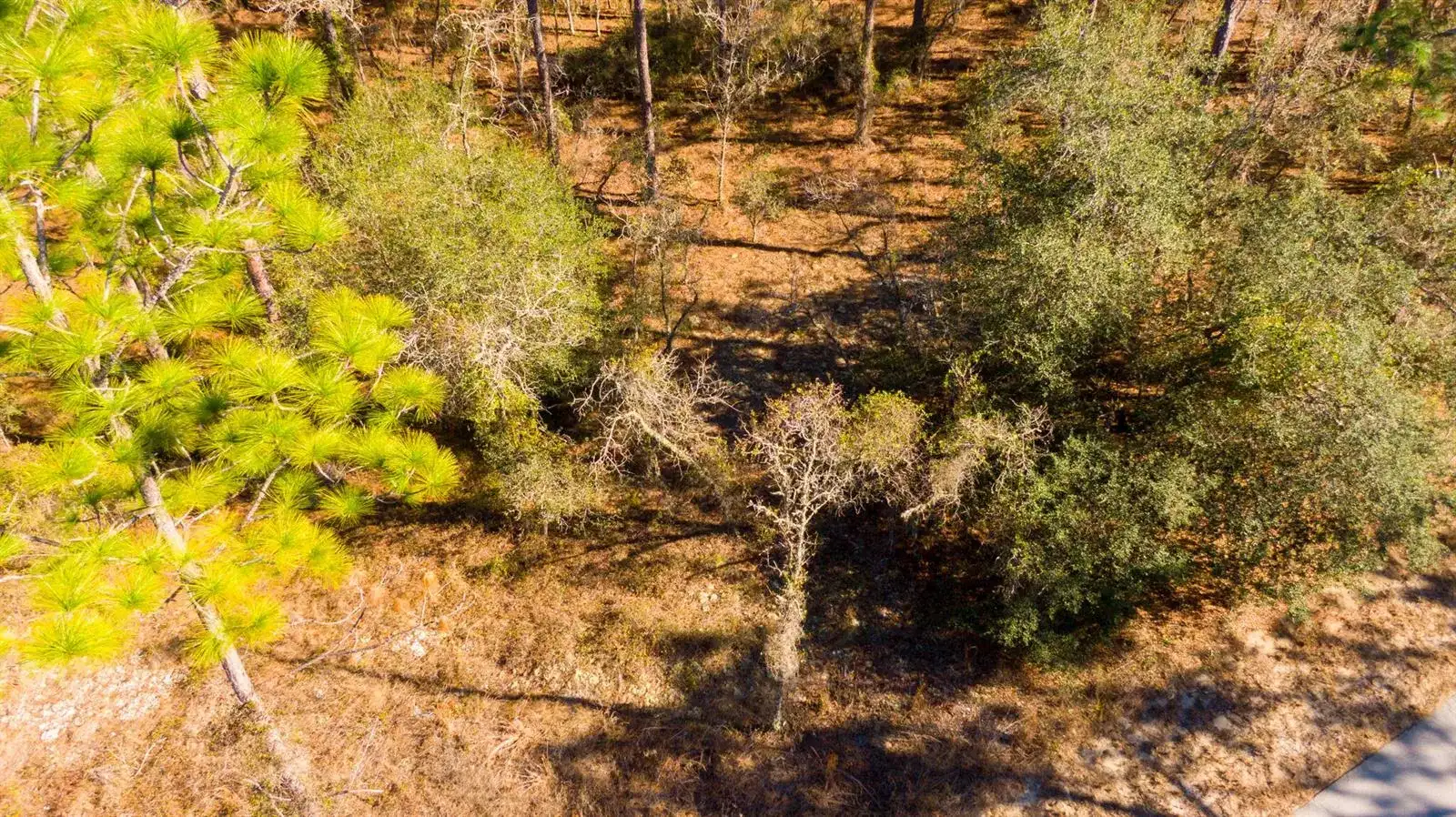 0000 SW Commodore Road, FL 34431 photo 2