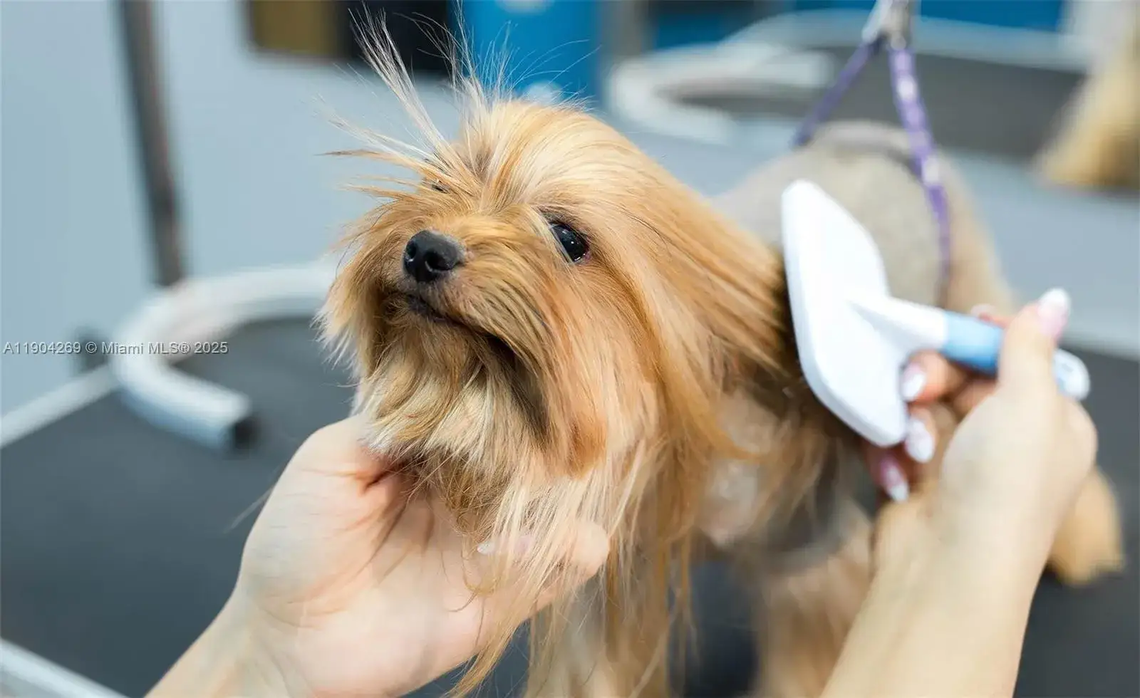Business Opportunity for sale at Pet Grooming, Pompano Beach FL 33060