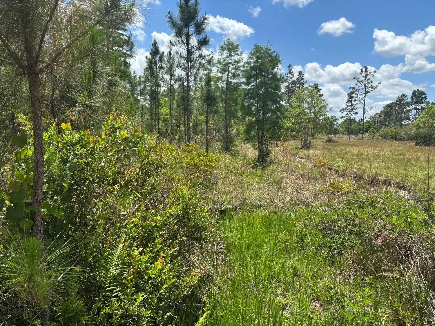 Commercial Land for sale at 0 Holopaw Groves Road, FL 34772