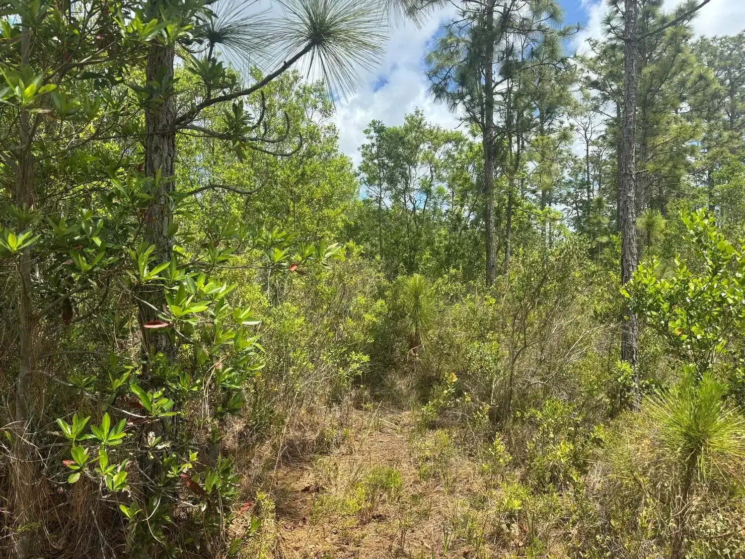 Commercial Land for sale at 0 Holopaw Groves Road, FL 34772