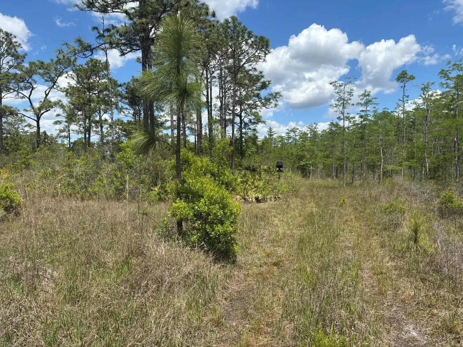 Commercial Land for sale at 0 Holopaw Groves Road, FL 34772