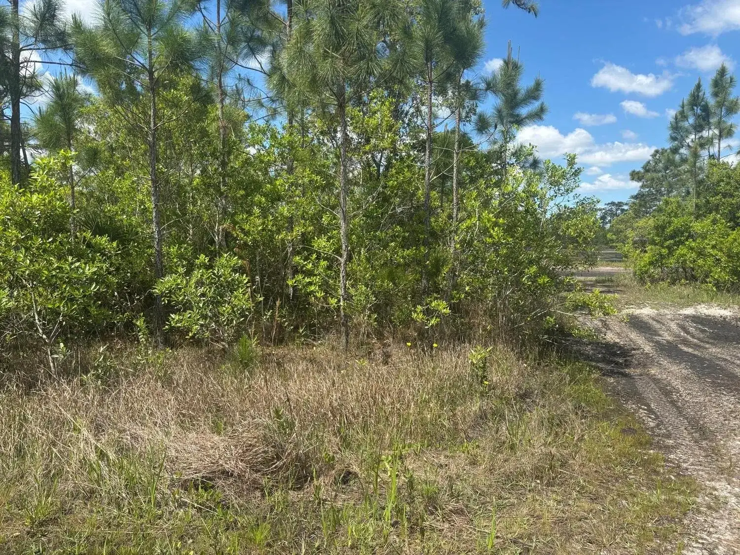 Commercial Land for sale at 0 Holopaw Groves Road, FL 34772