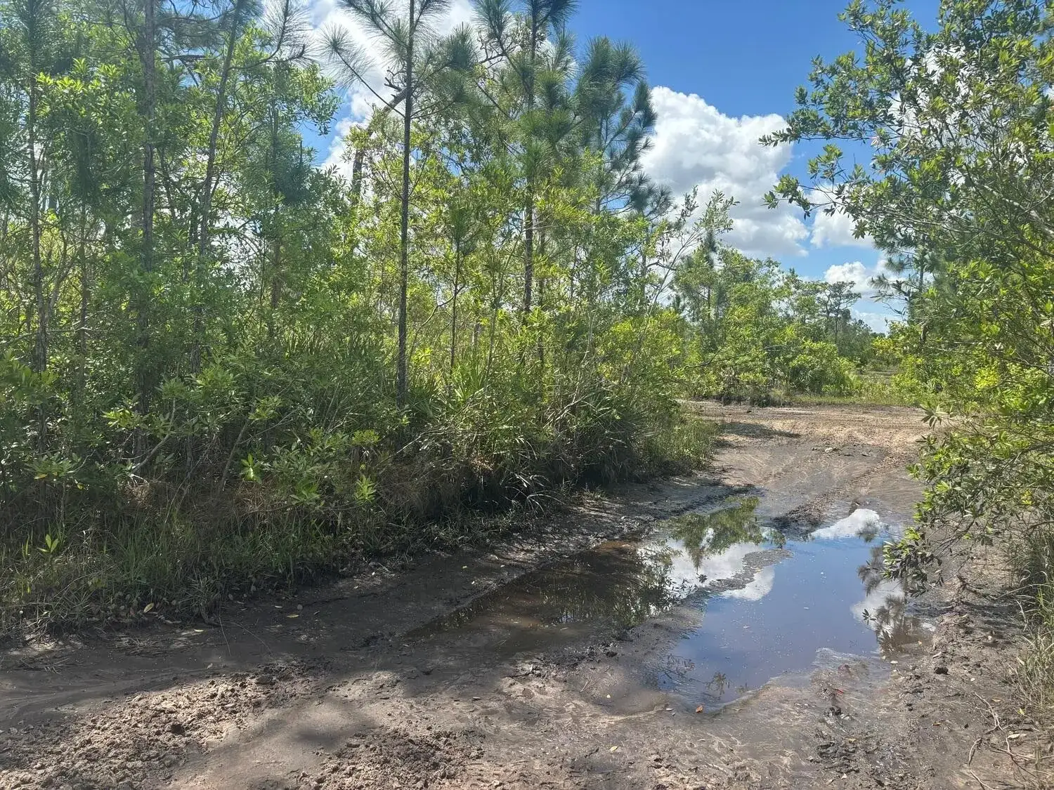 Commercial Land for sale at 0 Holopaw Groves Road, FL 34772