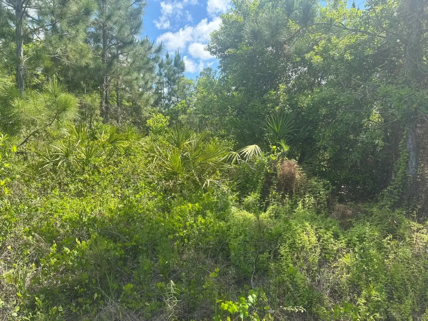 Commercial Land for sale at 0 Holopaw Groves Road, FL 34772